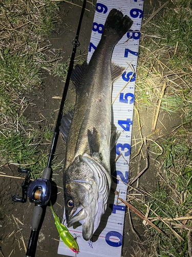 シーバスの釣果