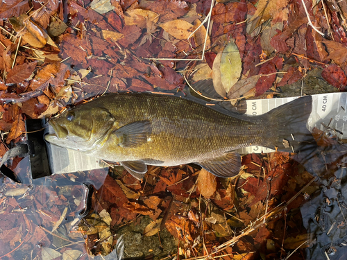 スモールマウスバスの釣果