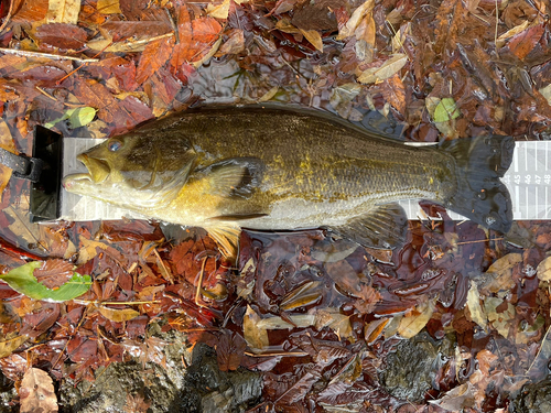 スモールマウスバスの釣果