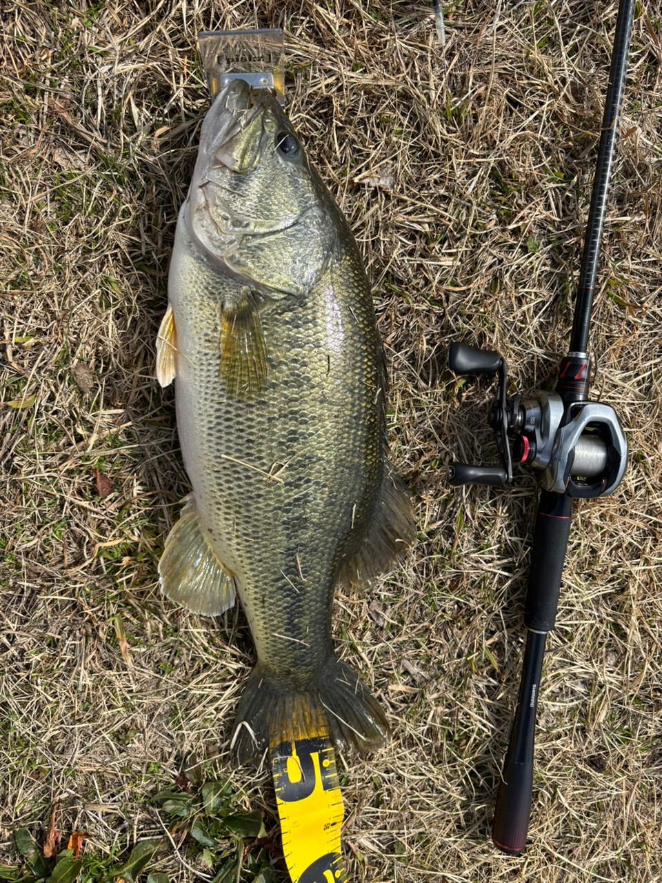SHIMANO 20ゾディアス 172MH-2の最安値・インプレ・釣果 | 本音