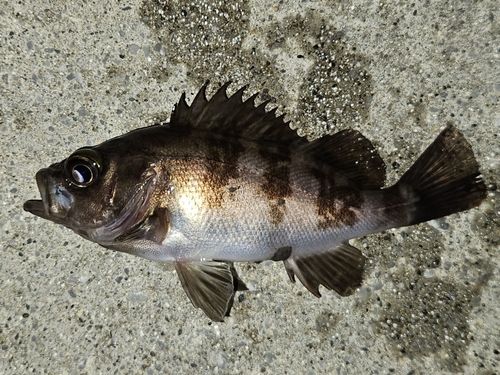 メバルの釣果