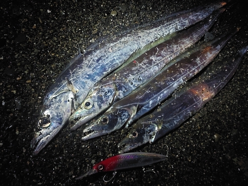 タチウオの釣果