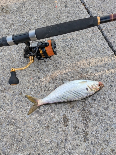 コノシロの釣果