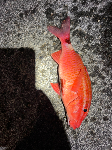 ホウライヒメジの釣果