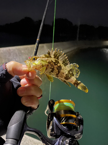 タケノコメバルの釣果