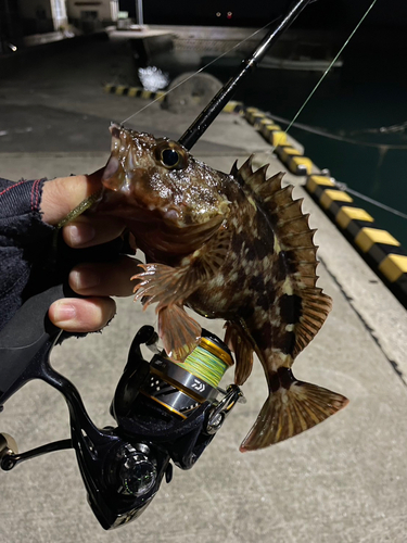 アラカブの釣果