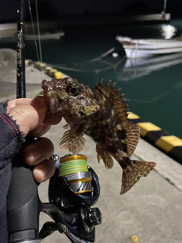 アラカブの釣果