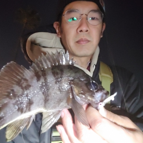 シロメバルの釣果