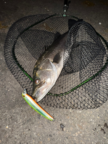 スズキの釣果