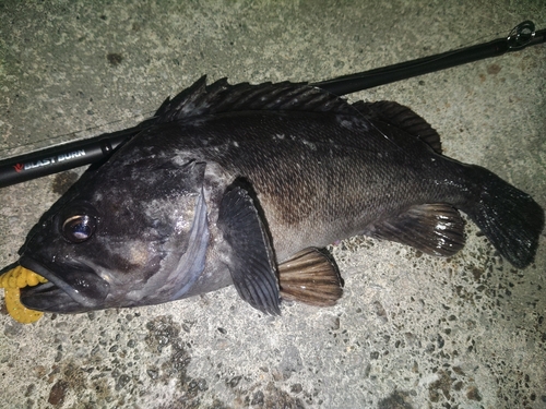 クロソイの釣果