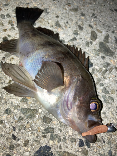 メバルの釣果