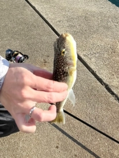 フグの釣果