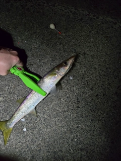 カマスの釣果