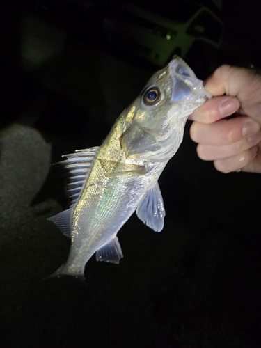 セイゴ（マルスズキ）の釣果