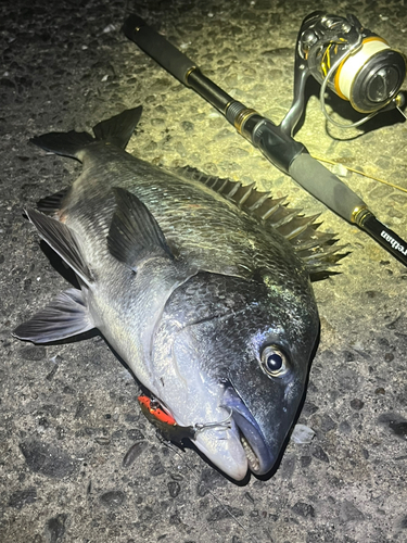 チヌの釣果