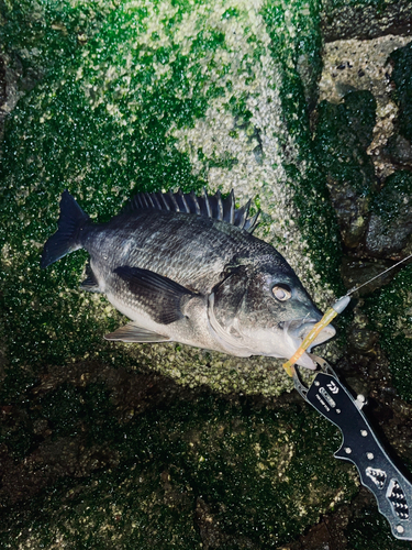 チヌの釣果