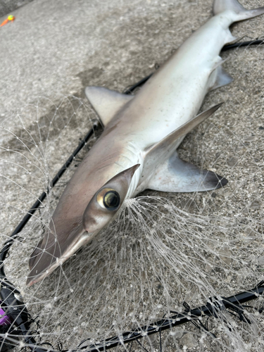 サメの釣果