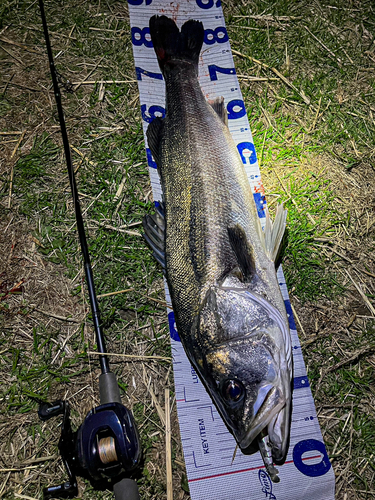 シーバスの釣果