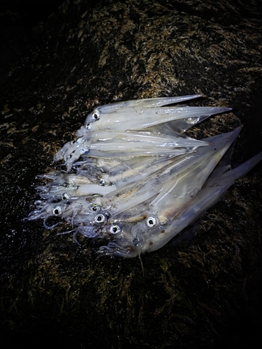 ヤリイカの釣果