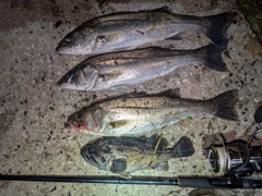 セイゴ(マルスズキ)の釣果