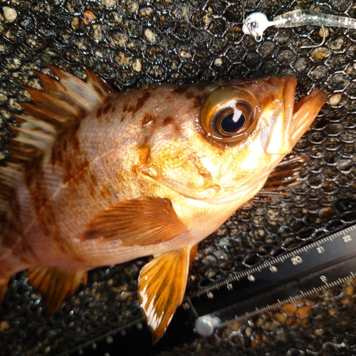 メバルの釣果