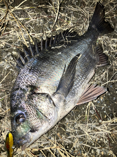 クロダイの釣果