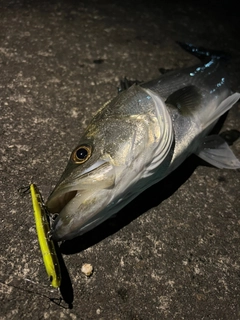 スズキの釣果