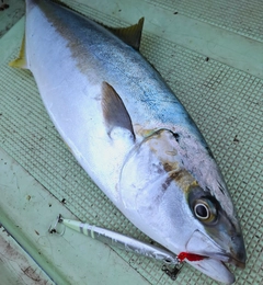 ヒラマサの釣果