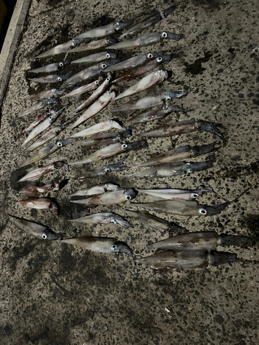 ヤリイカの釣果