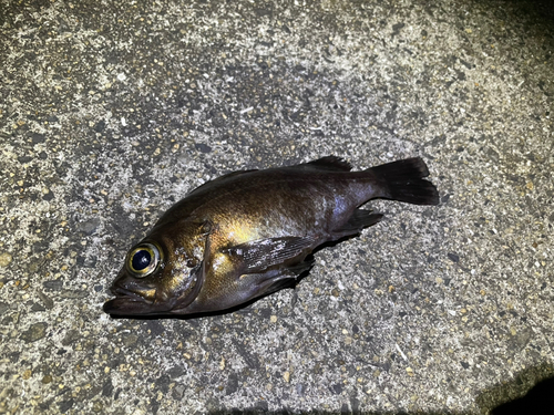 アカメバルの釣果