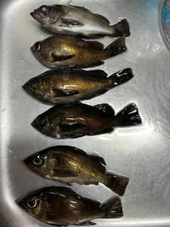 メバルの釣果