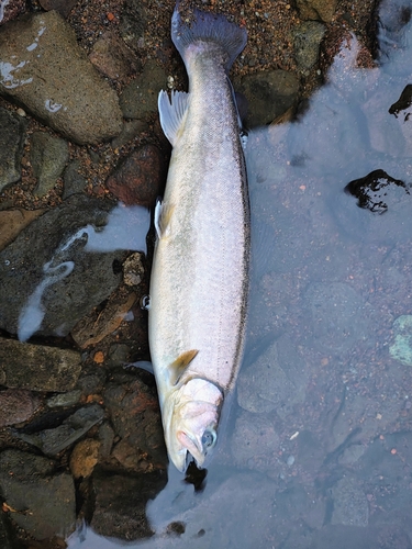 イワナの釣果