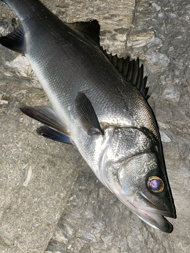 ヒラスズキの釣果