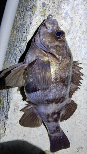 メバルの釣果