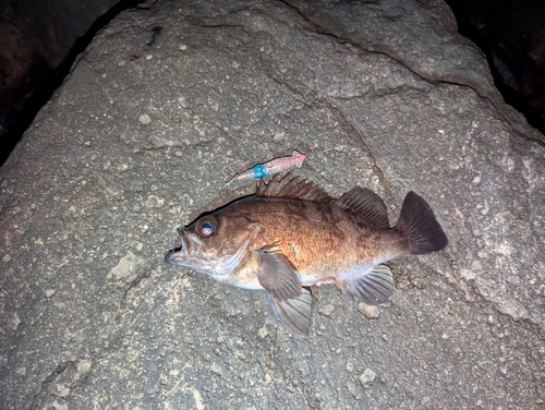 メバルの釣果