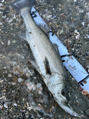 セイゴ（マルスズキ）の釣果