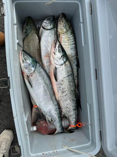 アキアジの釣果