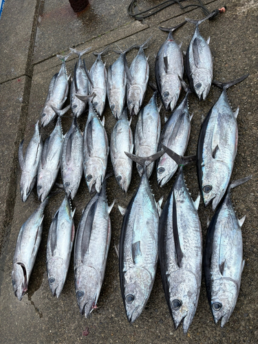 ビンチョウマグロの釣果