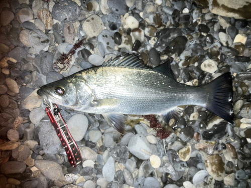 ヒラスズキの釣果