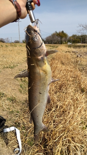 アメリカナマズの釣果