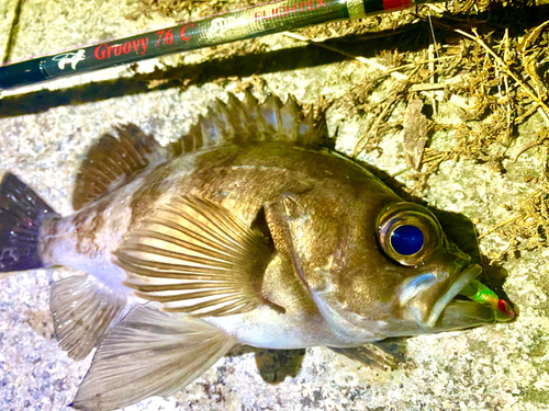 メバルの釣果