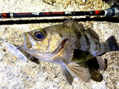 メバルの釣果