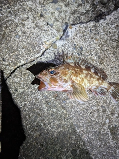 カサゴの釣果
