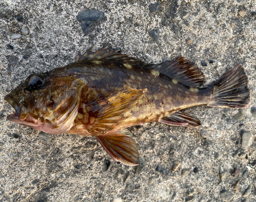 カサゴの釣果