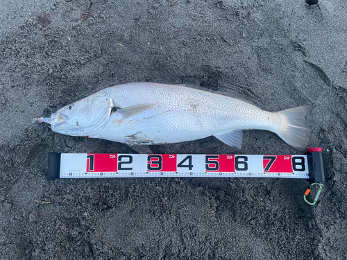 オオニベの釣果