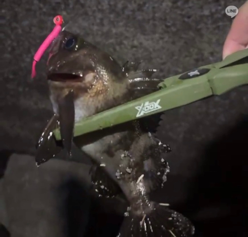 シロメバルの釣果