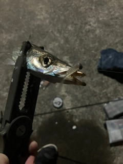 アカカマスの釣果