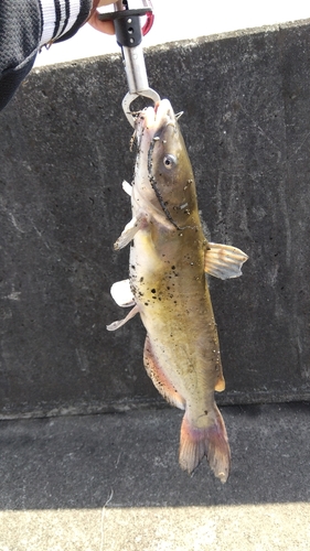 アメリカナマズの釣果