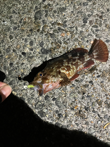 カサゴの釣果