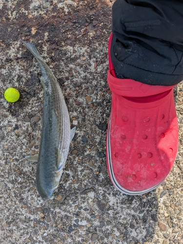 ボラの釣果